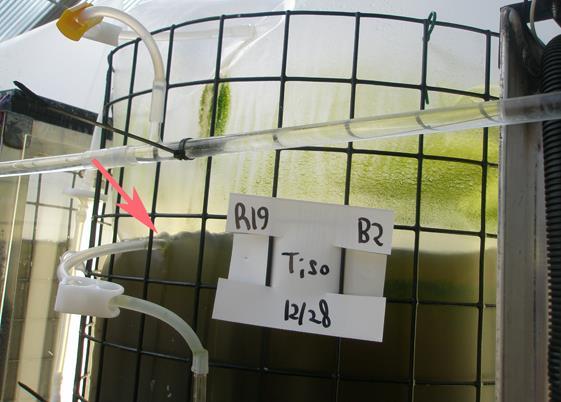 Algal culture, static or continuous is a persistent source of contamination.