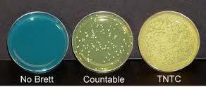 Numbers and Interpretation Counting colonies o If you have made a dilution multiply # of colonies by