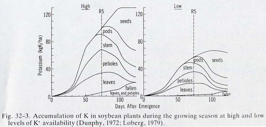 Effect of soil test on soybean K accumulation by crop