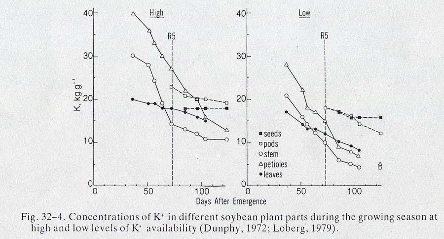 Soybean K concentration