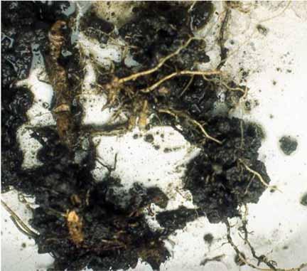 Mycorrhizae benefit soil structure Mycorrhizae present