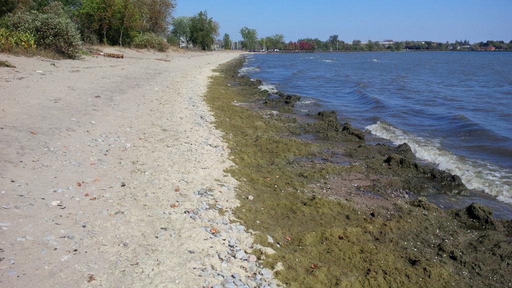 Cladophora is a remerging issue in the Great Lakes August 2014 photo: Whitby Swimming Beach Issue at many locations along Ontario and New York shorelines