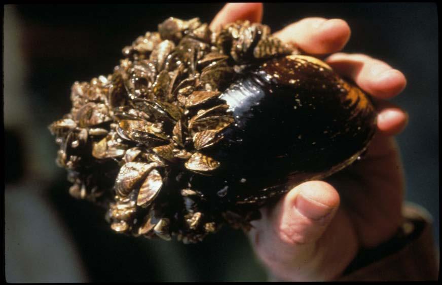 Expert Opinions on Cladophora Problems in Lake Ontario Facts Nuisance Cladophora re-appeared in Great Lakes only after invasive Zebra mussels Prior to Zebra mussel arrival, Phosphorus controls under
