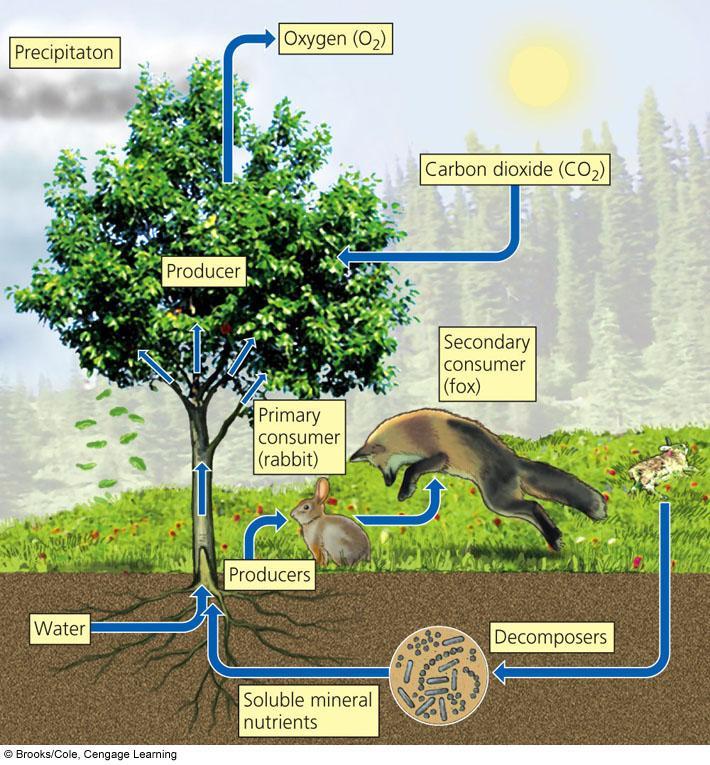 Energy Flow and Nutrient Cycling Sustain Ecosystems and the