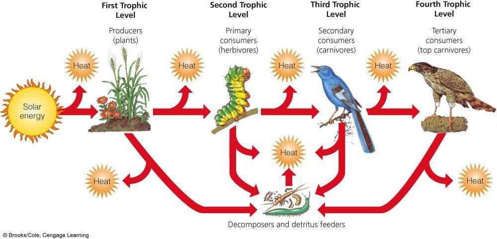 Energy Flows Through Ecosystems in Food