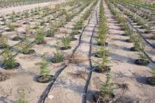 Water Resources Management EXPECTED STUDY OUTCOME The use of drip irrigation and