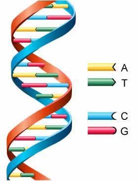 DEFINITIONS DNA PCR Sequencing The Double Helix DNA is the hereditary material that is in humans and most other organisms.