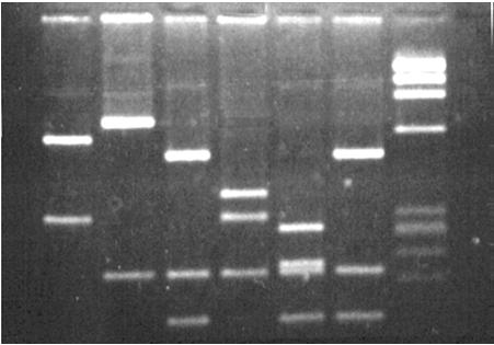 PCR Exponential Duplication We started with one copy and ended with 8!