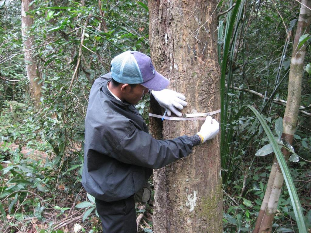 2.4 Forest Plot Survey DBH Measurement