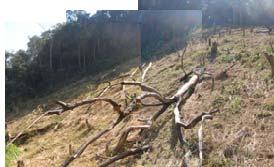 Construction of public facilities Illegal logging at a large scale [Forest