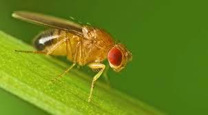 Drosophila melanogaster Where