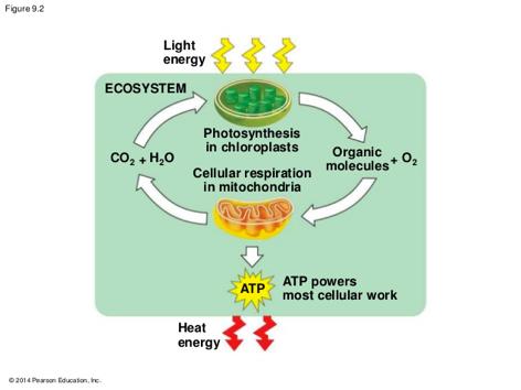 How do I teach Cellular Respiration & Photosynthesis What comes in & what comes