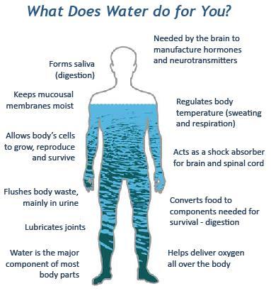 THE WATER WITHIN US WATER IS OF MAJOR IMPORTANCE TO ALL LIVING THINGS; IN SOME ORGANISMS, UP TO 90% OF THEIR BODY WEIGHT COMES FROM WATER. UP TO 60% OF THE HUMAN ADULT BODY IS WATER.