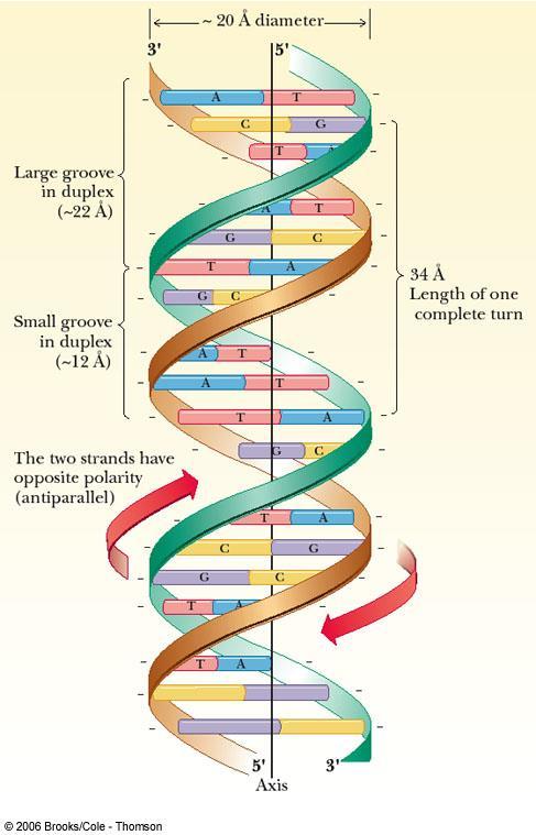 The 3-dimensional double helix structure of DNA, correctly elucidated by James Watson and