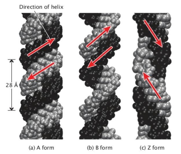 Three different conformations of the DNA double helix. (A) A-DNA is a short, wide, right-handed helix.