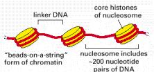 Nucleosomes The histone protein core is an octamer (two molecules of histones H2A, H2B, H3,