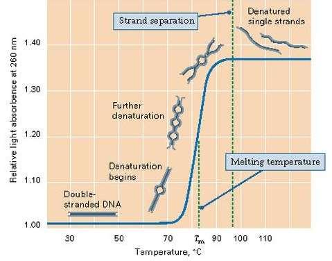 Observation of denaturation The transition temperature, or melting temperature (Tm).