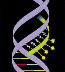 Probes A probes is a short sequence of single stranded DNA (an oligonucleotide) that is complementary to a small
