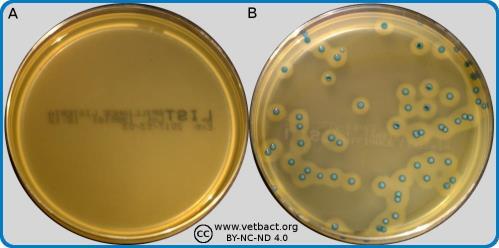 MICROBIOLOGY #2 PREPERATION AND STERILIZATION OF CULTURE MEDIA When we receive a sample (ex.
