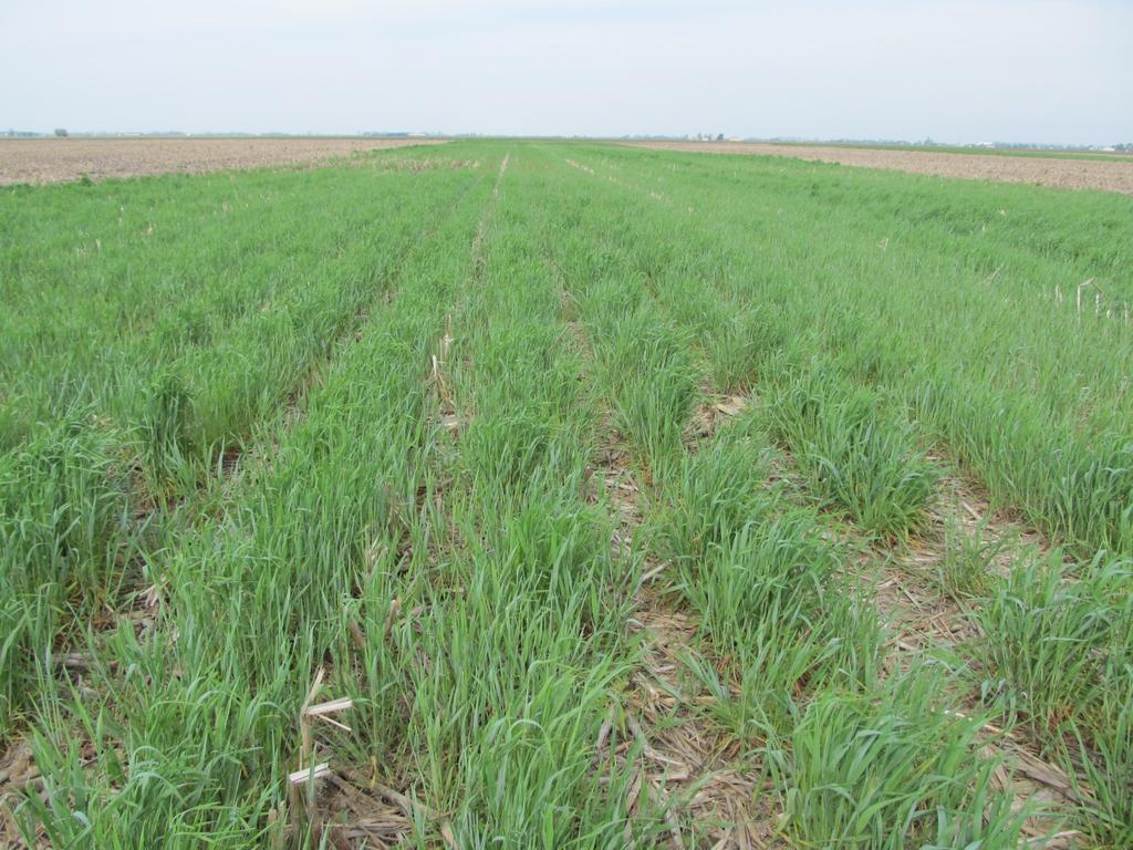Cereal rye after corn (before soybean) Biomass = 1.