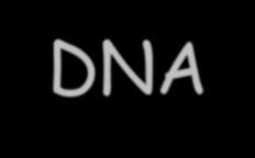 DNA Two strands coiled called a double helix Sides made of a pentose sugar Deoxyribose bonded to phosphate (PO 4 )