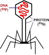 History of DNA Chromosomes are made of both DNA and protein Experiments on bacteriophage viruses by Hershey & Chase