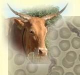 Holstein and Jersey bulls and Gir Zebus and Jaffarabadi