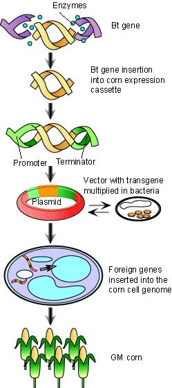 Steps in Genetic Engineering 1. Select and cut out a desirable gene (using enzymes) 2. Paste the desired gene into a plasmid (using enzymes) 3.