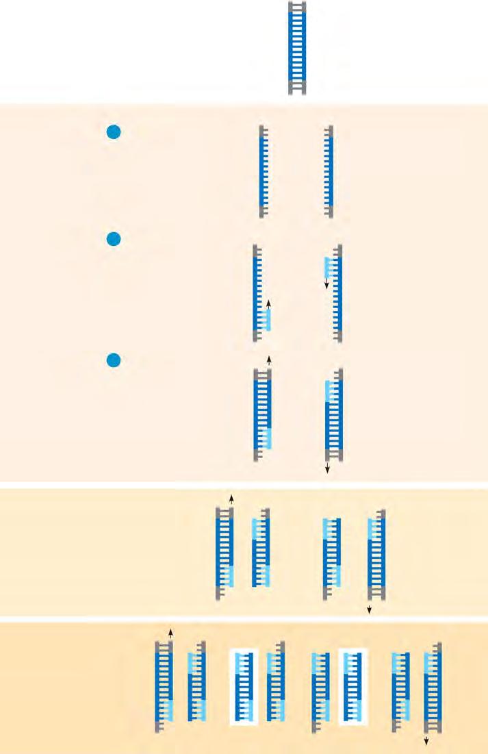resulted in a heat-stable DNA polymerase that can withstand the heat at the start of each cycle. Figure 20.8 illustrates the steps in PCR. Just as impressive as the speed of PCR is its specificity.
