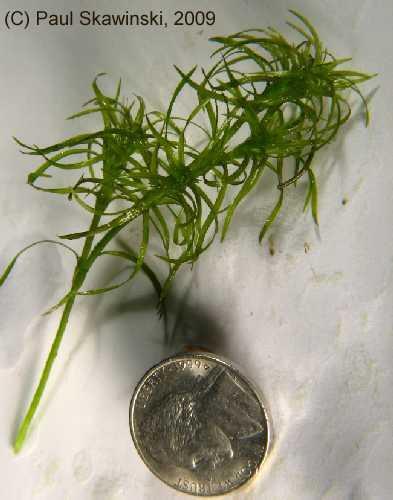 In some lakes, aquatic invasive plant species can exist as a part of the plant community, while in other lakes populations explode, creating dense beds that can damage boat motors, make areas