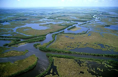 CENTRAL CASE STUDY: STARVING THE LOUISIANA COAST OF SEDIMENT LOUISIANA IS LOSING 25MI2 OF COASTAL WETLANDS ANNUALLY WETLANDS SUPPORT A DIVERSITY OF ANIMALS THEY ALSO PROTECT COASTAL CITIES FROM