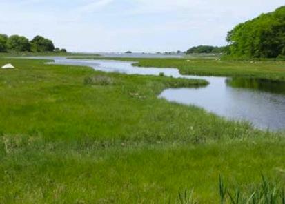 Coastal Wetlands Horizontal and verdcal accredon New England salt marshes lible sediment, dependent on primary producdvity for verdcal
