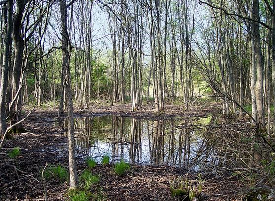 Vernal pools may decrease in size or dry up Wetland types may change such as