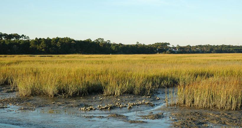 Tidal marshes protecdon of surrounding land to