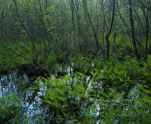 Of all aquatic systems, wetlands will likely be the most susceptible to climate change.