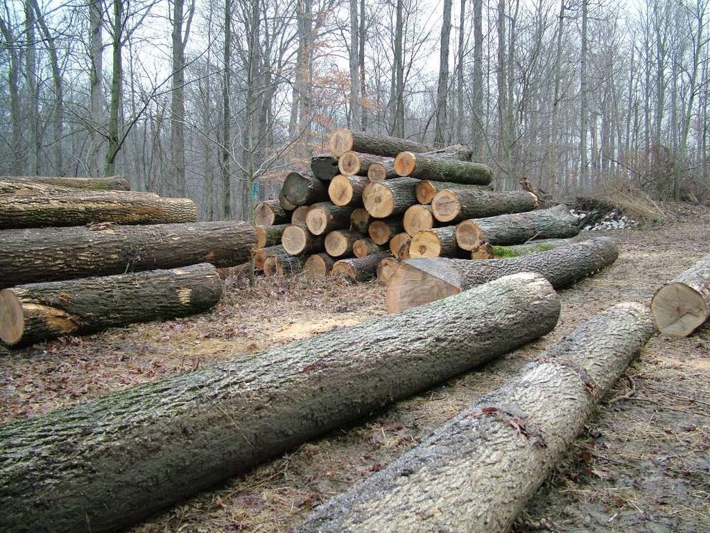 Forest Management Advantages Low cost inputs. Flexible harvesting schedules.