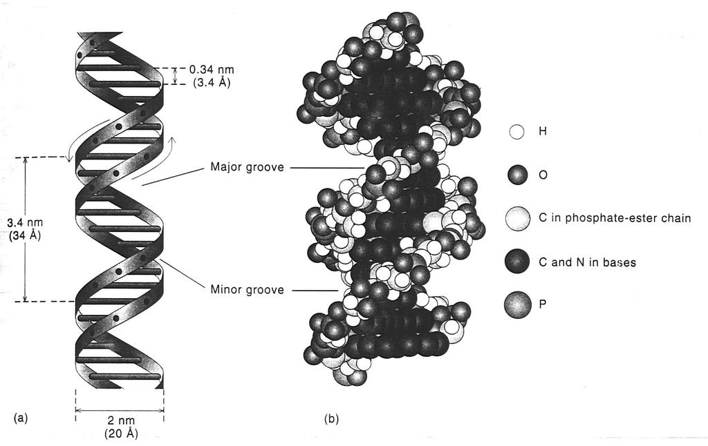 The two strands of DNA form a double