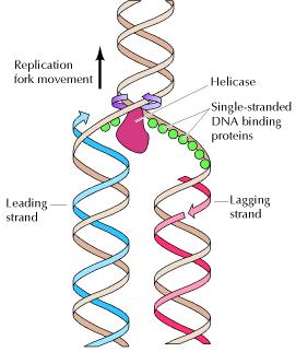DNA helicases DNA helicases use ATP to open up the double helical DNA as they move along