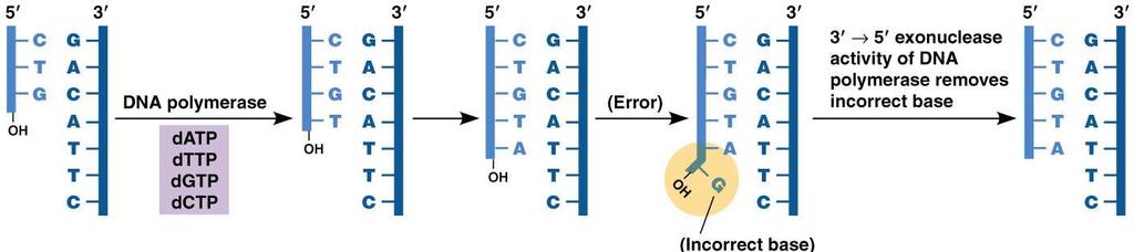 How accurate is DNA replication? The frequency of errors during replication is only one incorrect base per 10 8 nucleotides incorporated How is fidelity high?