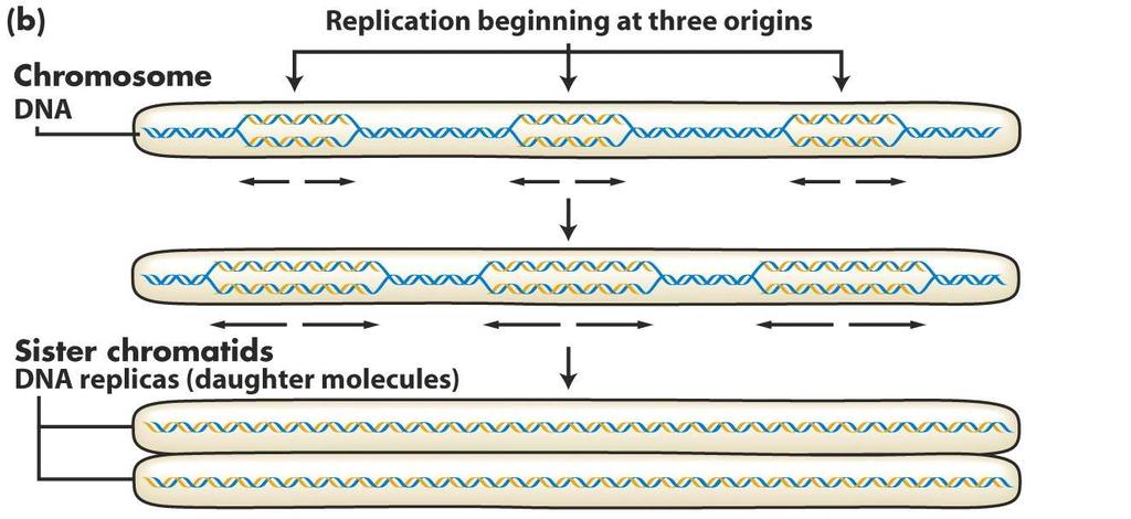 Origins of replication in human genome An average human