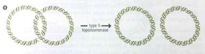 Role of topoisomerase II Topoisomerase II is responsible for untangling