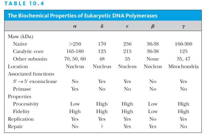 DNA polymerase in eukaryotes Eukaryotic cells