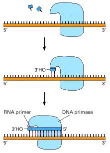 RNA primer DNA polymerases cannot initiate replication de novo.