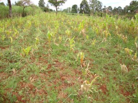 Benefits of liming acid soils Maize performance under un-limed acidic soil Sugarcane performance under limed (left)