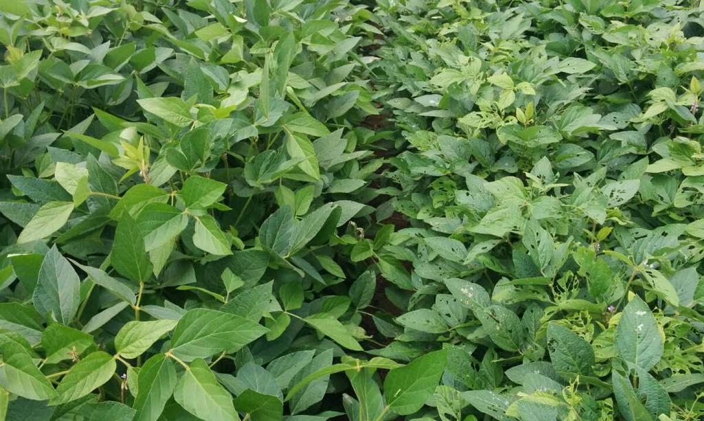 Strong Second-Year Yield Performance Results for INTACTA RR2 PRO Soybeans Validate Yield Benefits and Growth Opportunity UPDATE INTACTA RR2 PRO FIELD PERFORMANCE FY15 FIELD PERFORMANCE: BALSAS,