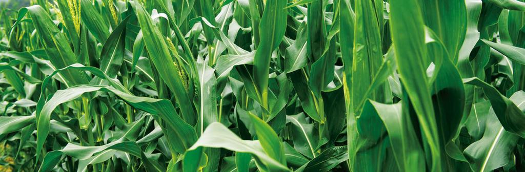 CORN PRODUCTS VARIETY TECHNOLOGY MATURITY PLANT HEIGHT EAR HEIGHT EAR TYPE STALK ROOT TEST WEIGHT GH634 Non-GMO, VT3PRO RIB 110 Semi-Det.