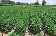GENERATION OF ACCELERON SOYBEAN SEED TREATMENT PRODUCTS soybeans The new generation delivers: Unprecedented defense