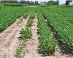 TRIALS DEMONSTRATE THE POWER OF THE NEW-GENERATION ACCELERON SEED TREATMENT PRODUCTS Untreated Soybeans Soil Inoculated