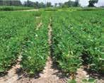 Products Soil Inoculated with Rhizoctonia Genuity Roundup Ready 2 Yield soybeans with new generation Acceleron Soybean