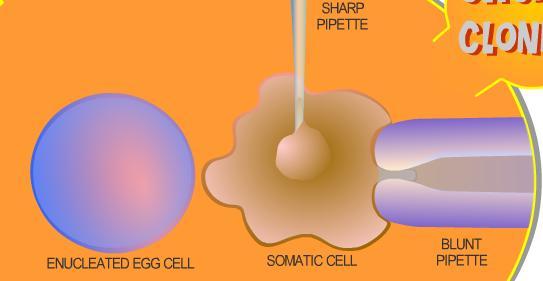 Somatic cell nuclear transfer Is a technique for cloning. There are 2 types: Reproductive cloning: where another person is made.
